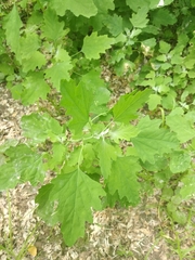 Chenopodium ucrainicum