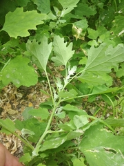 Chenopodium ucrainicum