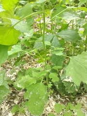 Chenopodium ucrainicum