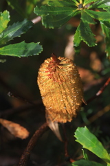 Banksia paludosa