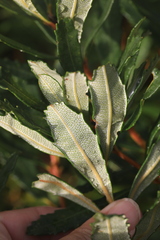 Banksia paludosa
