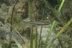 Pteronotropis harperi