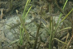 Pteronotropis harperi