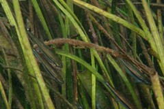 Pteronotropis harperi