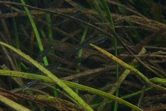 Pteronotropis harperi