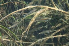 Pteronotropis harperi