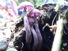 Laccaria gomezii