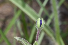 Tradescantia reverchonii