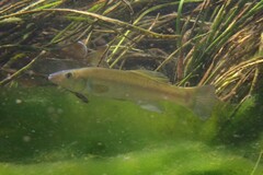 Fundulus seminolis