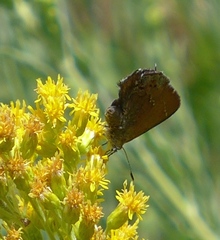 Callophrys muiri