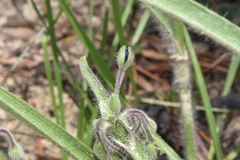 Tradescantia reverchonii
