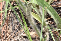 Tradescantia reverchonii