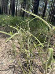 Tradescantia reverchonii