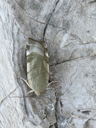 mora zemiaková (Noctua fimbriata)
