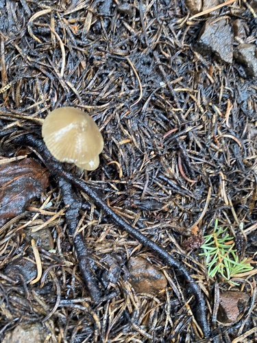 iNaturalist observation photo of Nolanea