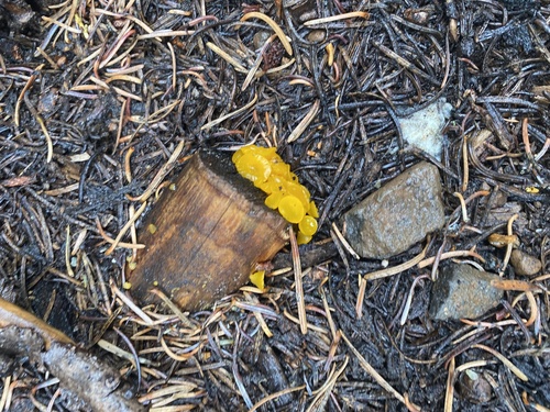 iNaturalist observation photo of alpine jelly cone