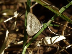 Paryphthimoides poltys