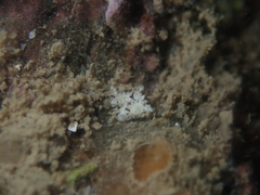 Murphydoris puncticulata