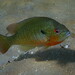 Redbreast Sunfish - Photo (c) Squidpastry, some rights reserved (CC BY-NC), uploaded by Squidpastry