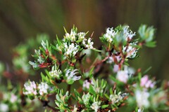 Darwinia leptantha