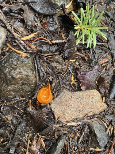 iNaturalist observation photo of Spring Orange Peel Fungus