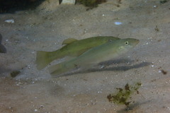 Fundulus seminolis