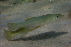 Fundulus seminolis