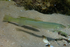Fundulus seminolis