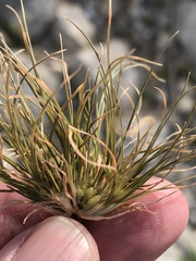 Fimbristylis vahlii