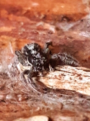 Ocrisiona leucocomis