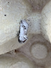 Parahypopta caestrum