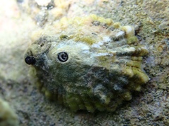 Fissurella barbadensis