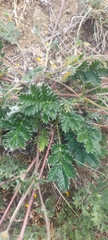 Potentilla sericea