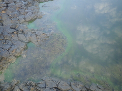 Noctiluca scintillans