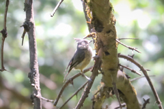 Lophophanes dichrous