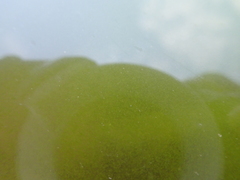 Noctiluca scintillans