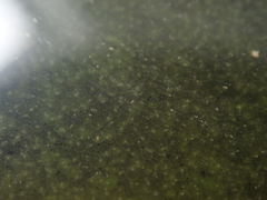 Noctiluca scintillans