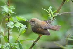 Horornis acanthizoides
