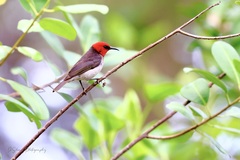 Myzomela erythrocephala