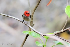 Myzomela erythrocephala