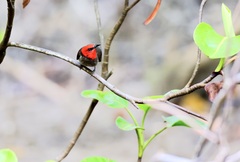 Myzomela erythrocephala