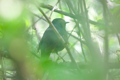 Luscinia phaenicuroides