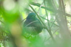 Luscinia phaenicuroides