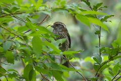 Carpodacus dubius