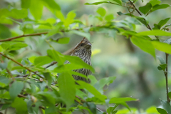 Carpodacus dubius