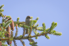 Carpodacus dubius