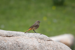 Phoenicurus hodgsoni