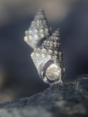 Nodilittorina pyramidalis