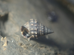 Nodilittorina pyramidalis