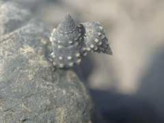 Nodilittorina pyramidalis